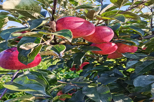 云南石林紅冠蘋(píng)果