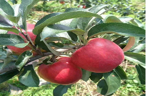 云南紅露蘋(píng)果苗