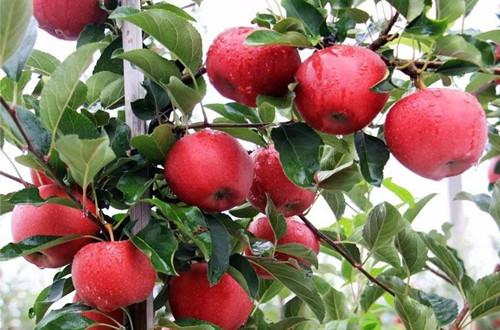 云南魯麗蘋(píng)果樹(shù)苗