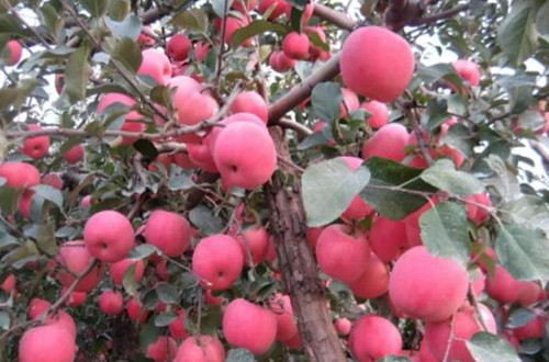 云南紅將軍蘋(píng)果樹(shù)苗