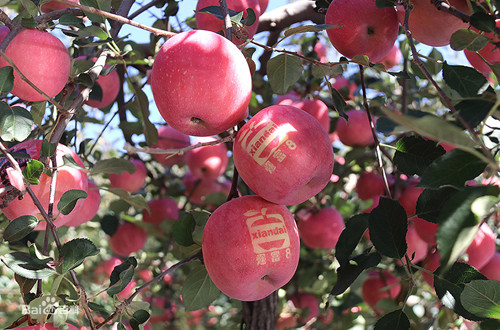 煙富8號(hào)蘋(píng)果樹(shù)苗