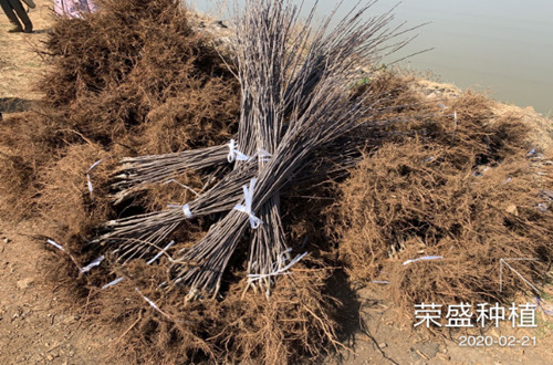 發(fā)往四川涼山州昭覺(jué)縣10000棵蘋(píng)果苗